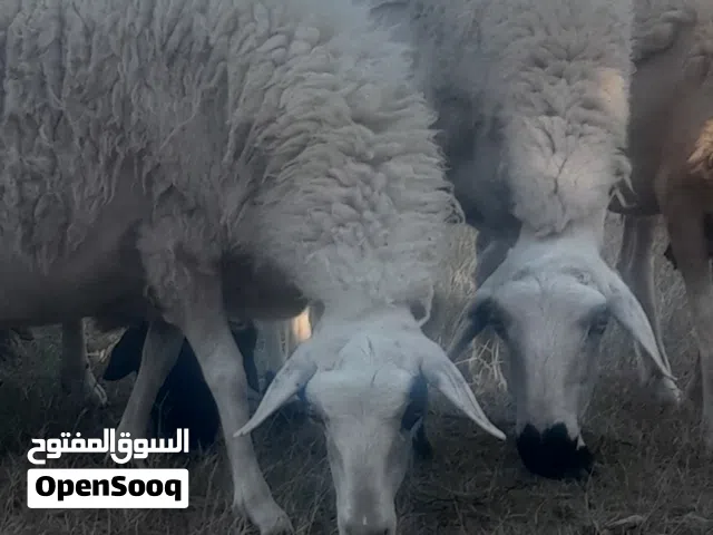 فحل دمان سلالة أمانة الزراعة النقية للبيع حضائر أبناء الواعر... طرابلس جنزور