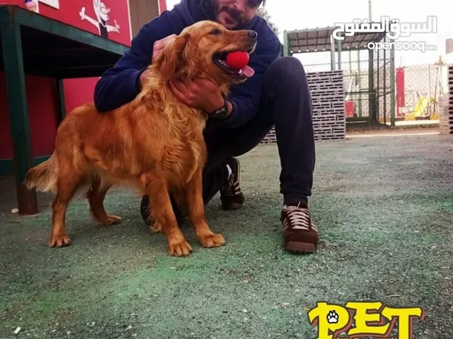 فندق للكلاب Dog hotel