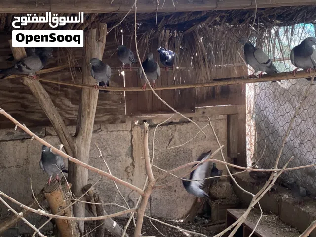 للبيع حمام اصحتهن ممتازه شي اكبر وشي وسط