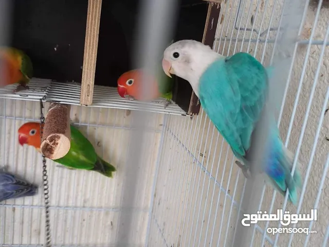 Rare home breeding love birds pair