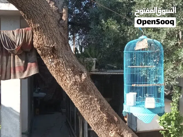 (إقرأ الوصف) دار ركن 270 متر طابو صرف للبيع من المالك في حي العامل - الجمعيات - قرب مسبح الرافدين