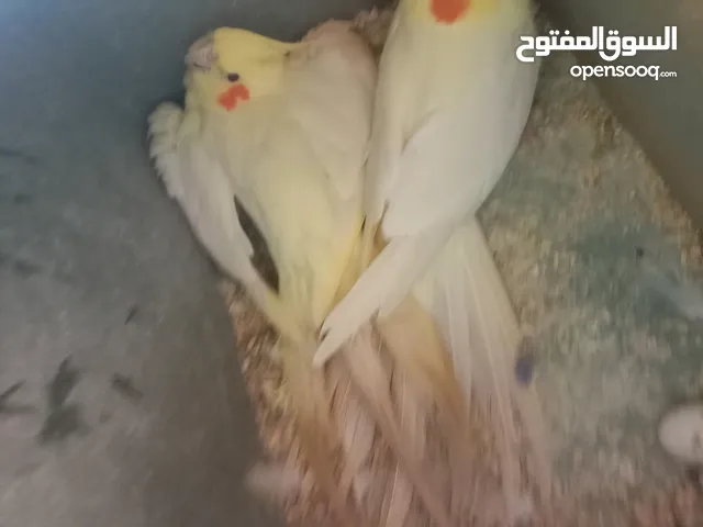 جوزين ككتيل للبيض