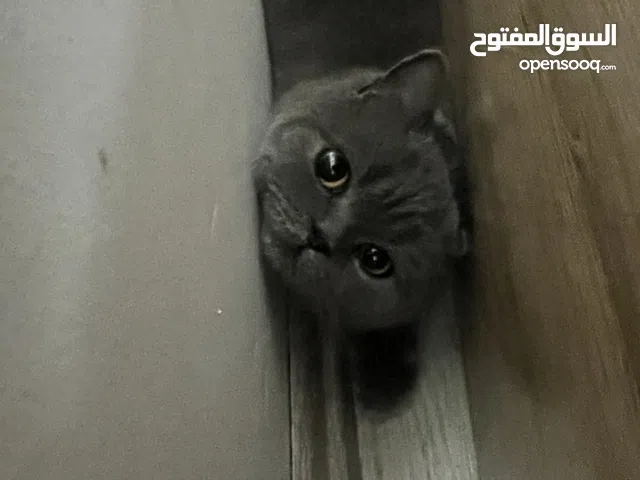 قط (british short hair) بريطاني شعر قصير ذكر قط جداً هادئ و نظيف