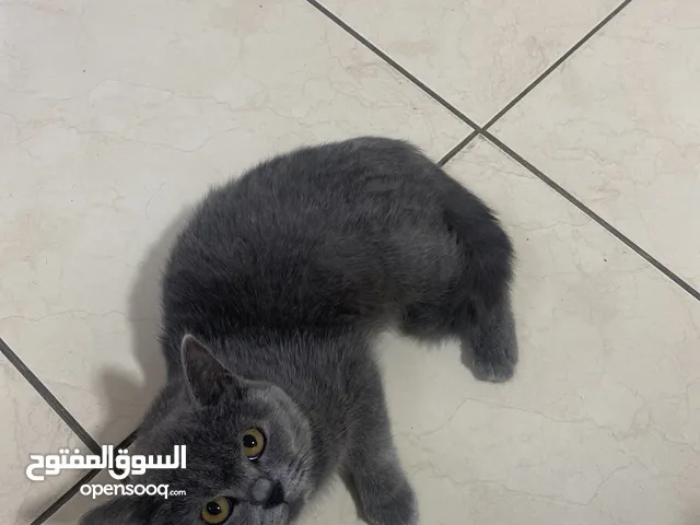 Dark grey cat