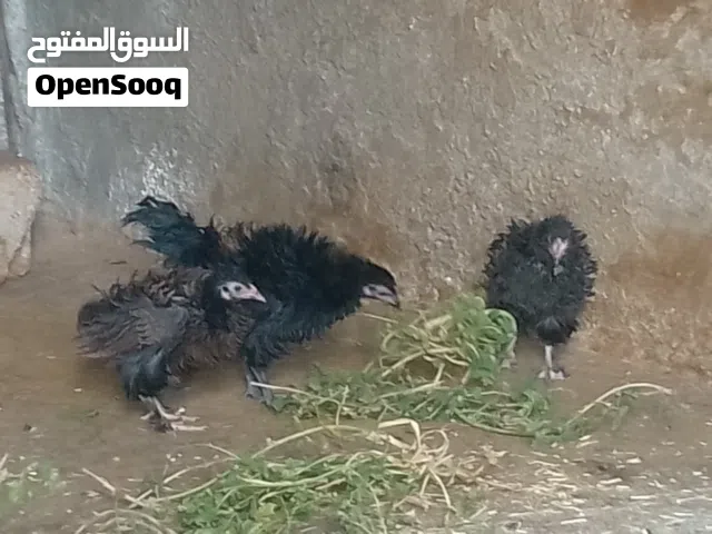 دجاج مقزم كيرلي فرنسي مفتل للبيع ليسا ماشتغلة