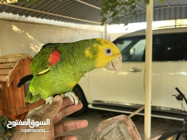 دبل يلو هيد