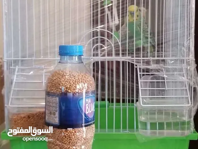 عصفور الحب بادجي مع القفص