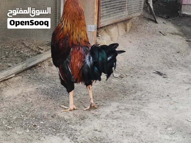 ديج عدد 2 عربي  للبيع