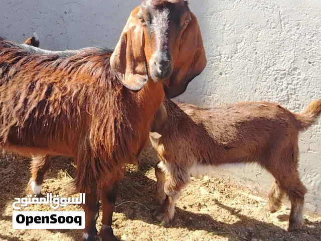 عنز تومية تحتها زوز اعنايق ربي يبارك سنها جامعة الفر موضح في الصور المكان صبراتة يوجد توصيل حسب المك