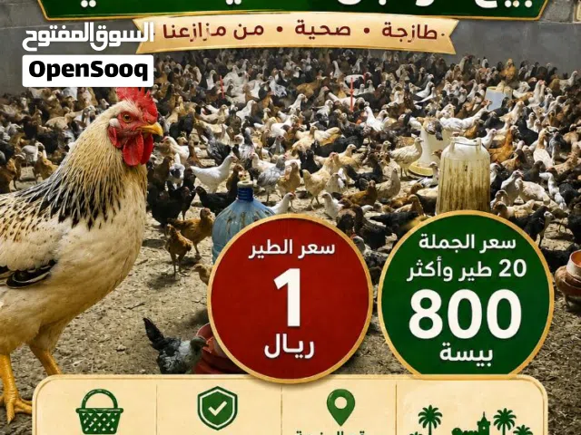 دواجن محلية عماني فرنسي