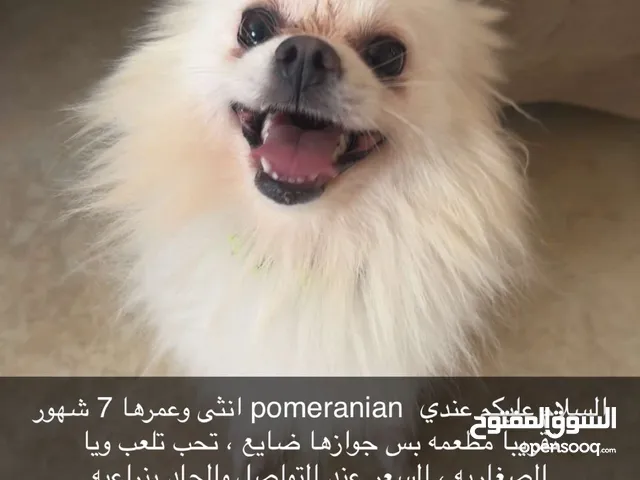 السعر عند الاتصال او التواصل عبر الواتساب  في الأرقام المسجله في الصوره