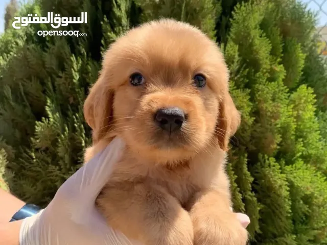 جولدن ريتريفر..ذكور ..جميع اللقاحات اللازمه وجرعه الدود