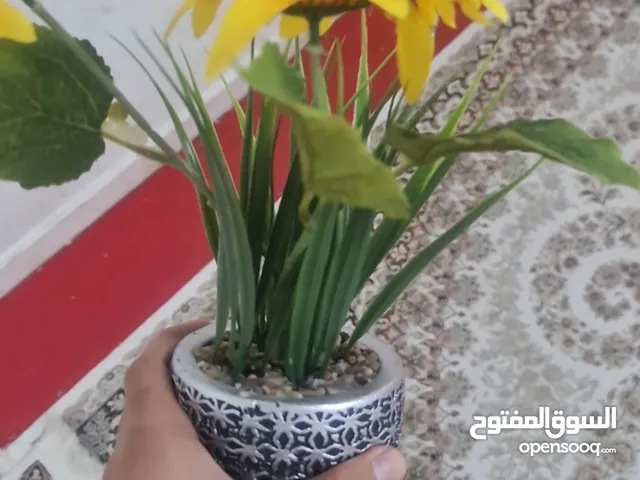 وردة مو حقيقية