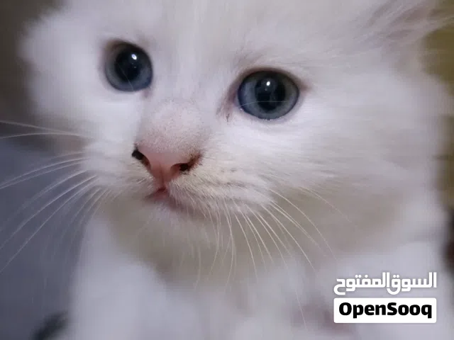 هدية العيد قطة شيرازي صغيرة للبيع 45 يوم