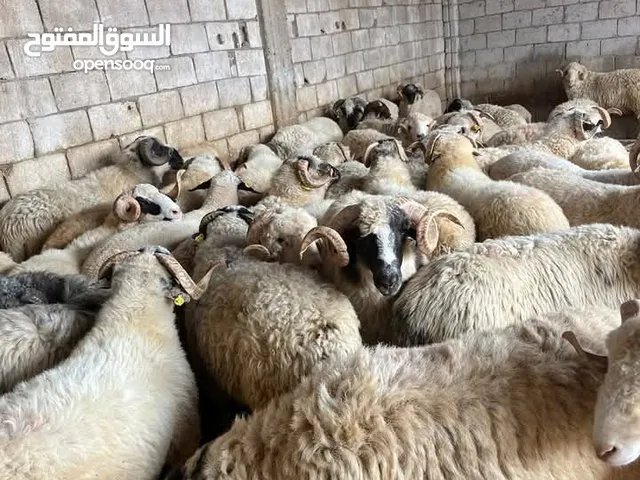 بسم الله الرحمن الرحيم.. اخواننا الكرام كل عام وانتم بالف خير