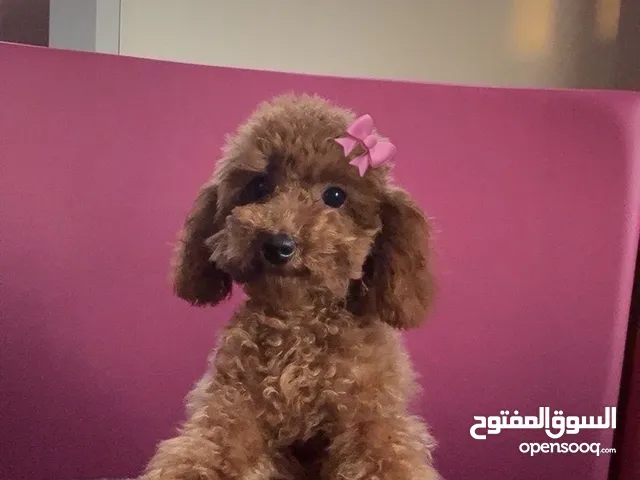 بودل  الجنس انثى