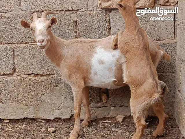 معزه كردية متاومة تحتها زوز عنايق ربي ابارك للبيع