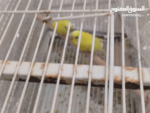جوز طير حب لاتينو للبيع 120بدل 160