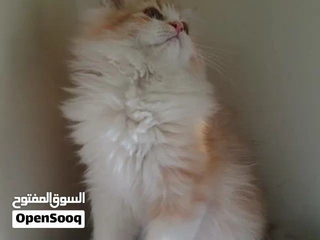 حيوانات للبي.