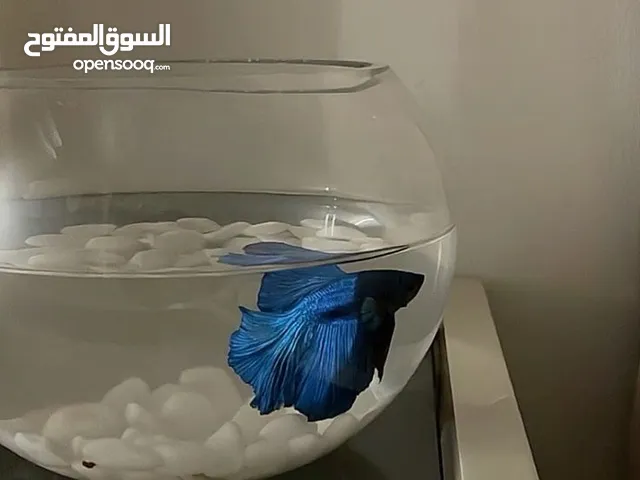 مطلوب اي نوع سمك فاتر