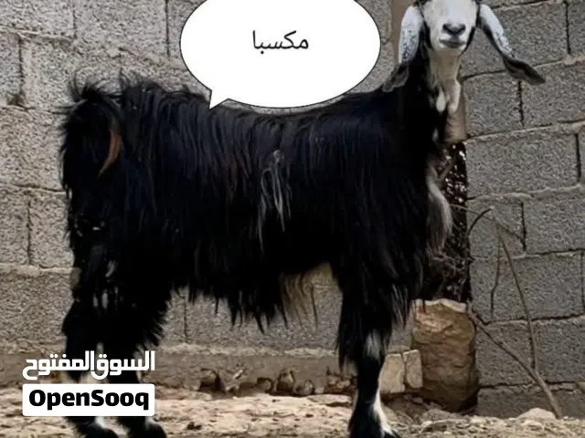 عنز هجين مابين الشامي والقبرصي للبيع او الأستبدال