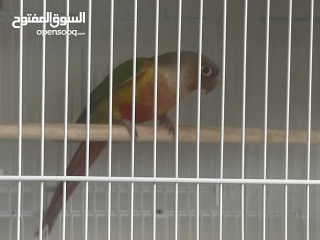 1 year old male pineapple green cheeked playful parrot with his large cage and food