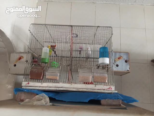 طيور حب للبيع