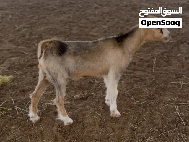 للبيع صخله جاموديه