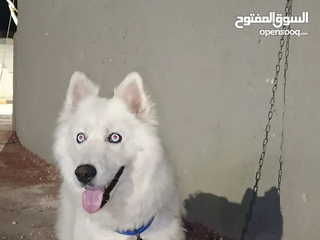 كلب سامويد
