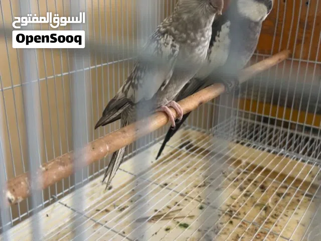 للبيع مجموعه طيور روز كوكتيل بادجي منتجات علا الشرط وشي منهم بيض عندهم