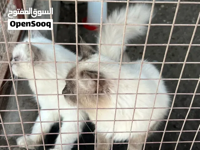 زوجان هملايا