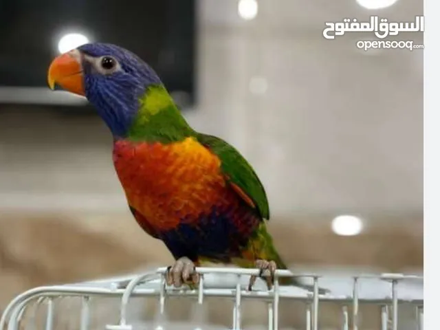 طير لوري أليف يصفر يرقص يسولف ذكر كل شي