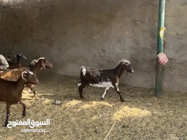 للبيع حلال طيب وسمان