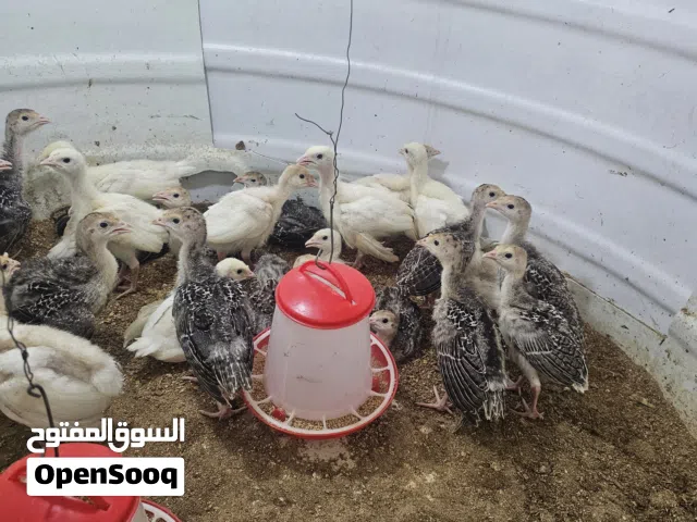 ديك رومي للبيع العمر ثلاثه اسابيع