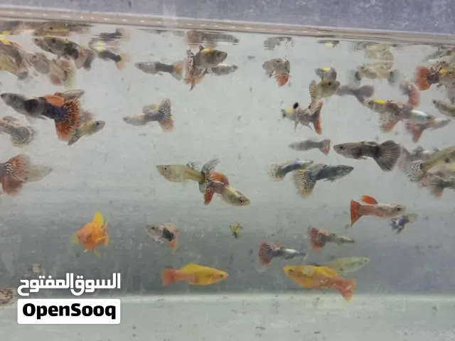 متوافر سمك زينه  قوبي مضروب علي ادن فيل   ومولي بلاتي امهات