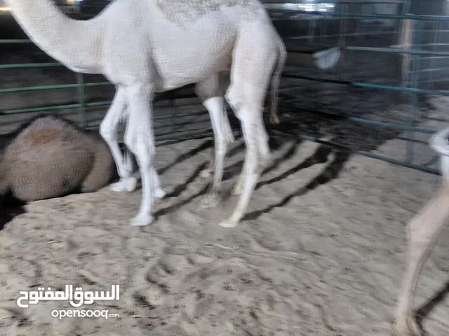 للبيع قعدان محليه فاخره يوجد خدمه توصيل جميع مناطق الكويت