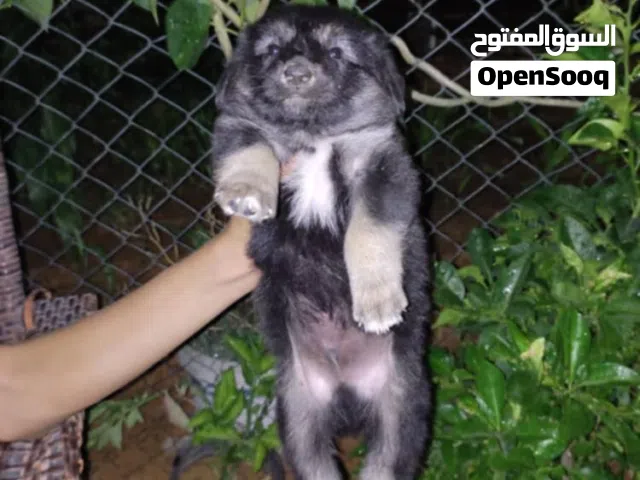سلام عليكم متوفر جرو الأماني لوق هير