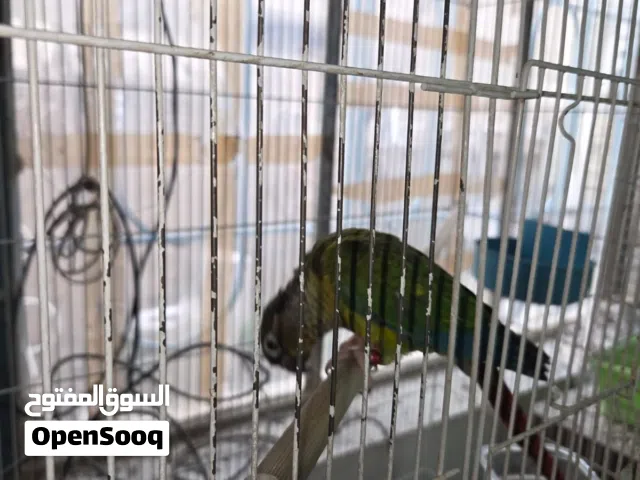 كنيور غرين شيك كبير بالغ العمر محلق انتاج مزارع