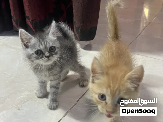 للبيع قطط صغر