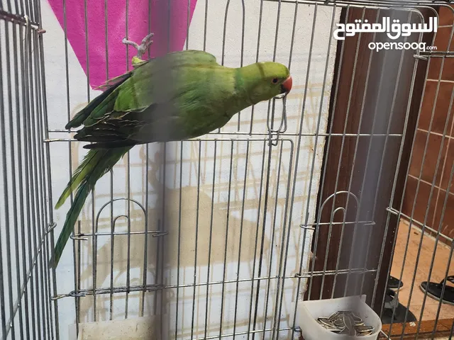 Green parrot female