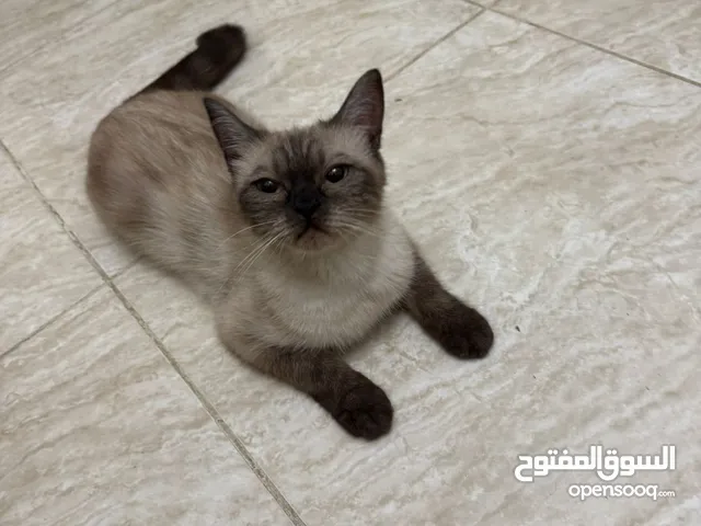 قطة سيامي بيور
