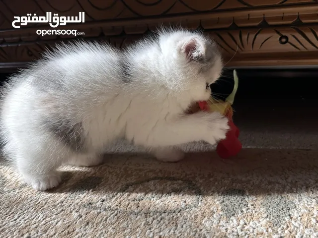 قطط أوكزتيك