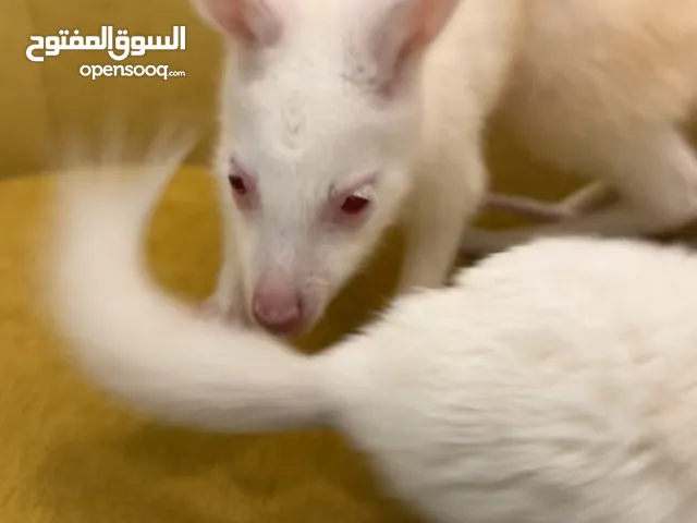 Albino Kangaroo