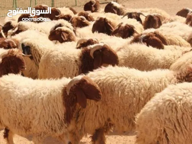 طعام حيوانات