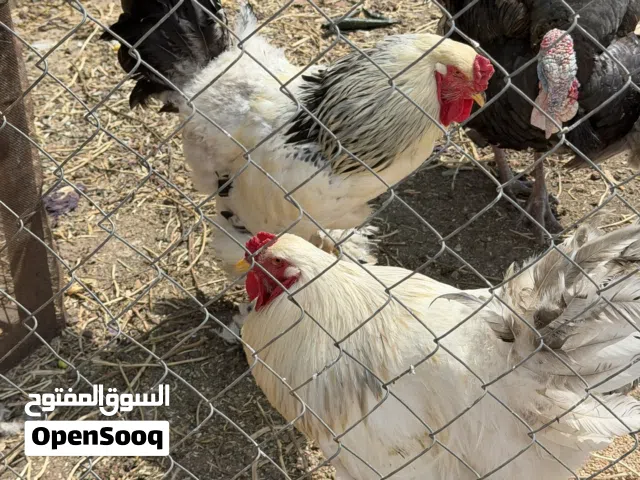ديك براهما رزي