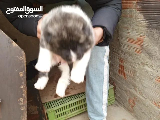 اكيتا للبيع