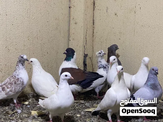 مطلوووب حمام عادي ازواج تكون مضمونه