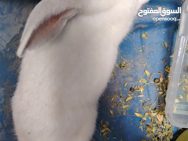 ارنب عمر 5 أشهر أليف جدا
