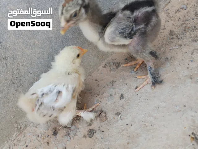 دجاج براهمي وا استرالي