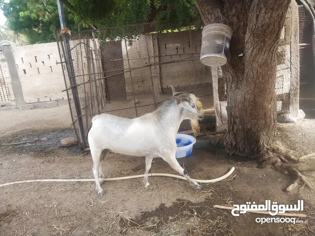 تيس لبيع 170شوف الوصف